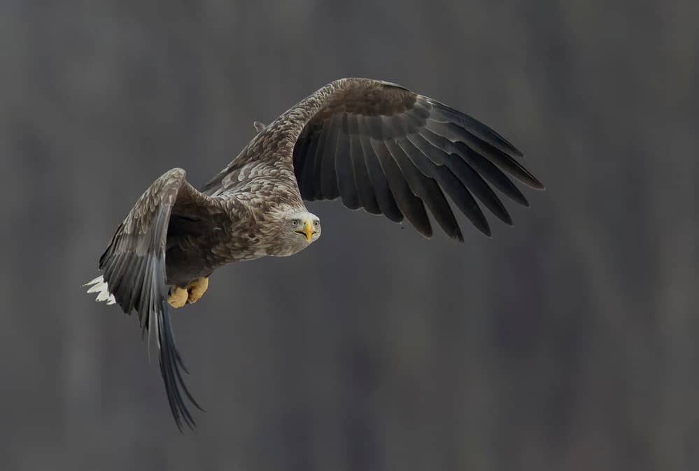 Majestic Eagle Flight by C.S. Tjandra — canvas wall art