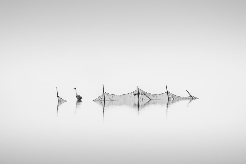 Solitary Heron Stillness by Thomas de Franzoni — canvas wall art