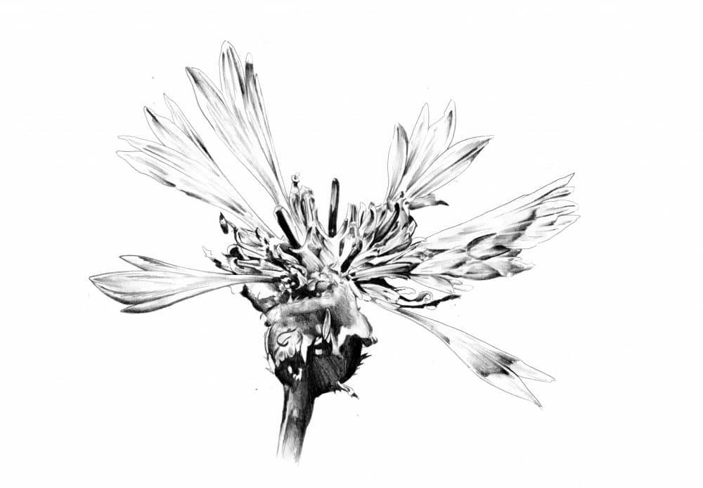 Elegant Flower Sketch by Kulik — canvas wall art
