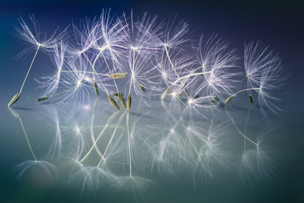 Delicate Dandelion Reflections by Shihya Kowatari — canvas wall art
