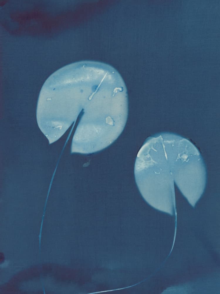 Deep Blue Lily Pads by Chickweeds Studio — canvas wall art