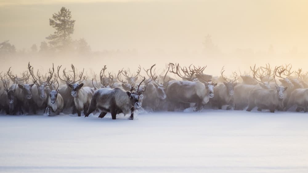 Reindeer In Snowy Mist by Marcel Rebro — canvas wall art