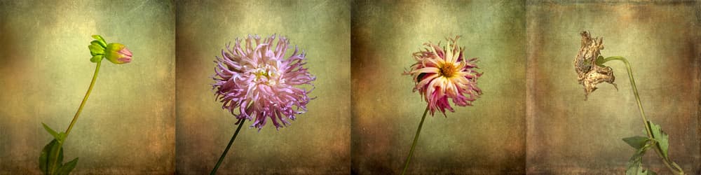 Dahlia Life Cycle by Christian MARCEL — canvas wall art