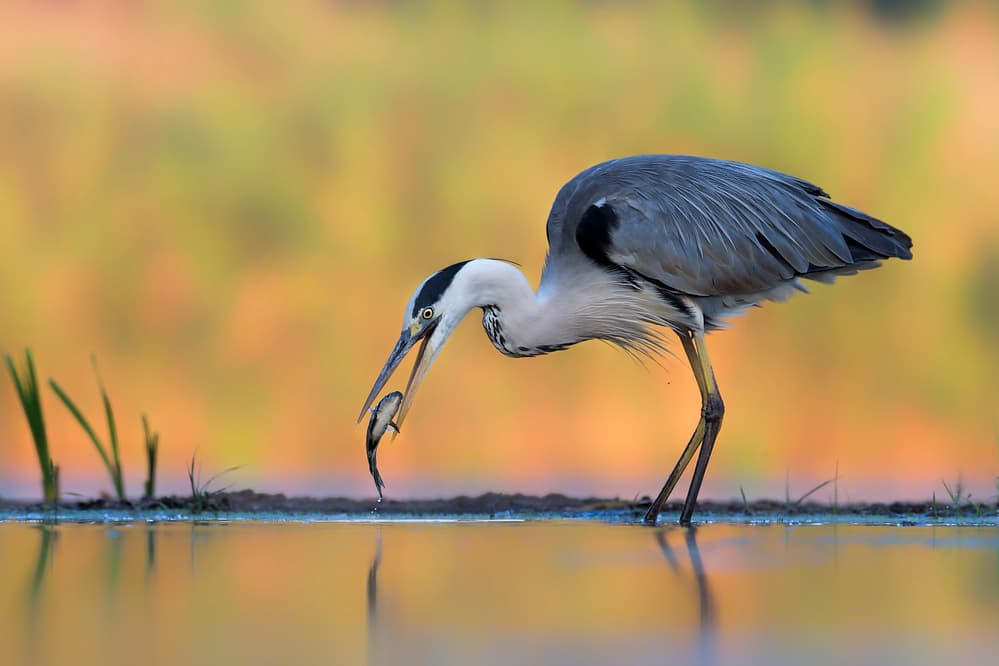 Grey Heron's Catch by Jun Zuo — canvas wall art