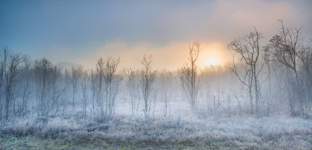 Golden Winter Mist by Burger Jochen — canvas wall art