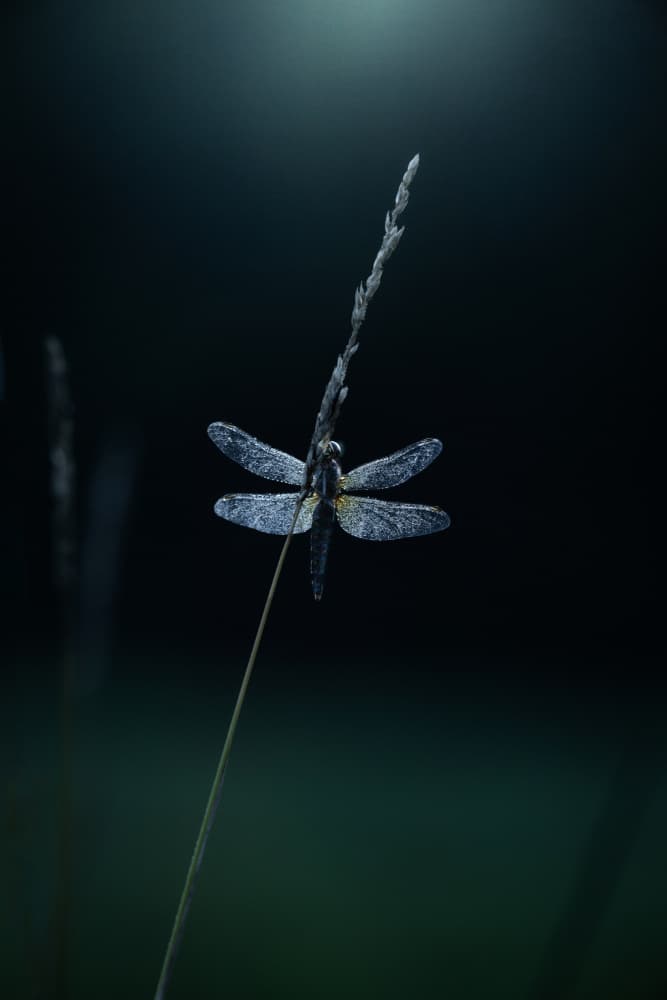 Dragonfly Morning Dew by Takafumi Yamashita — canvas wall art