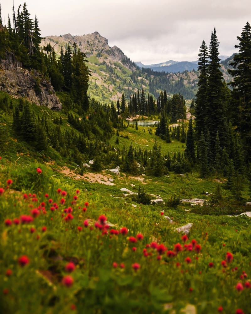 Mountain Lake Wildflowers by Del Mundo Imagery — canvas wall art