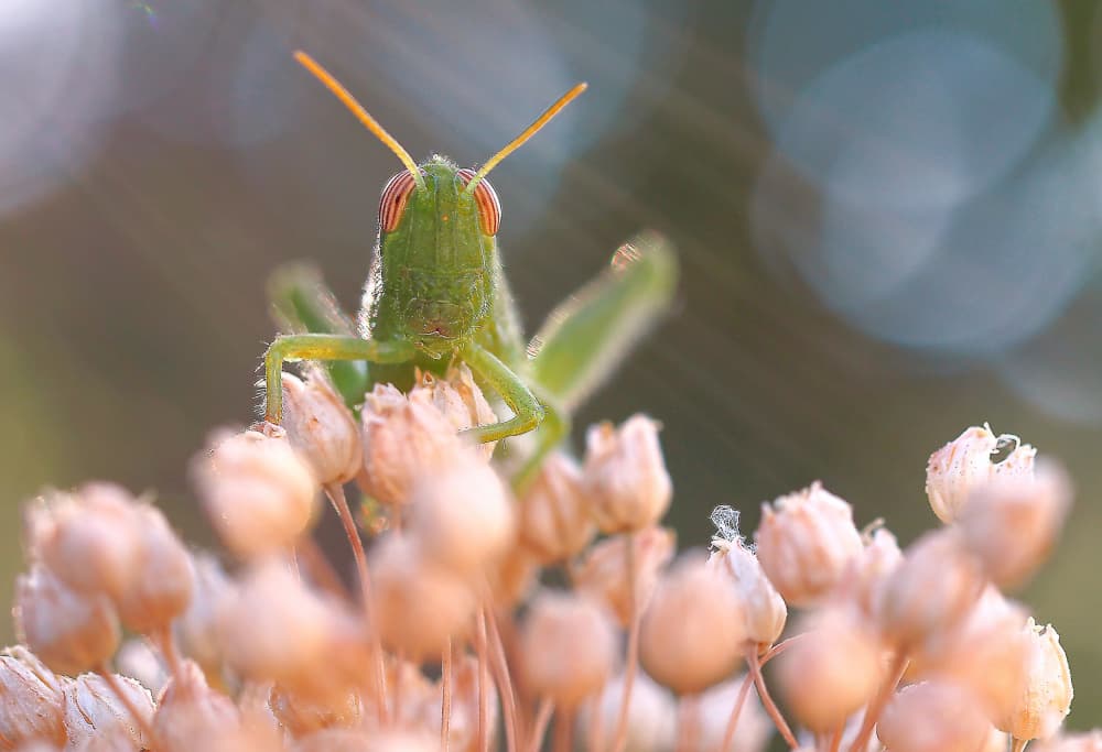 Green Grasshopper Closeup by Thierry Dufour — canvas wall art