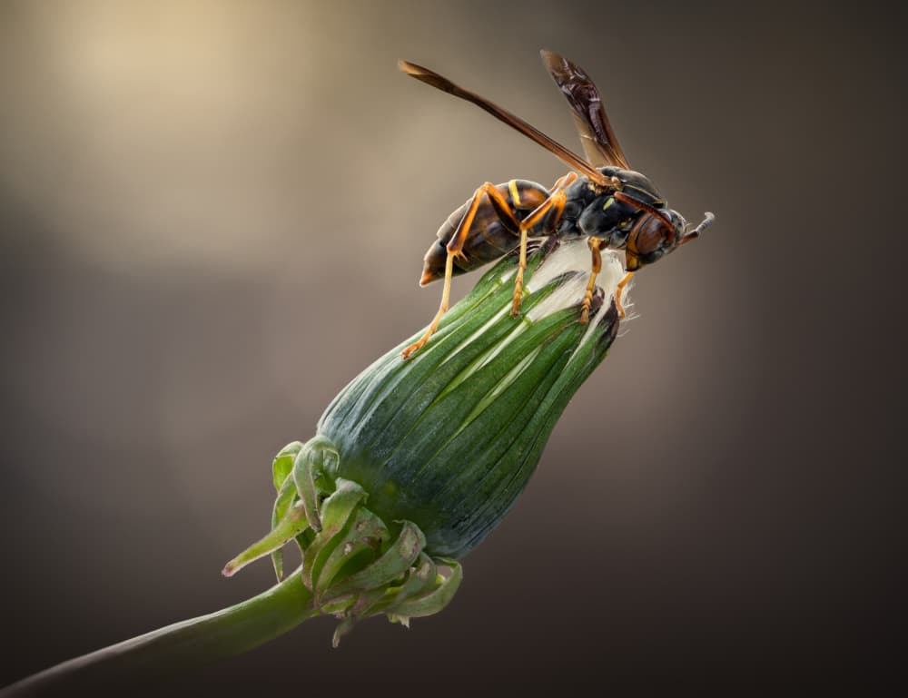 Wasp on Dandelion Bud by Atul Saluja — canvas wall art