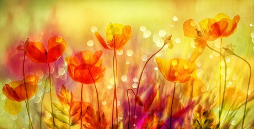 Soft Glowing Poppies by Hilda van der Lee — canvas wall art