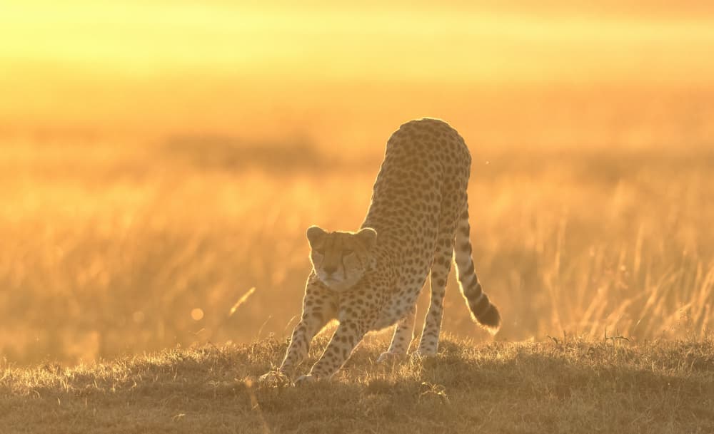 Cheetah Morning Stretch by MIN LI — canvas wall art