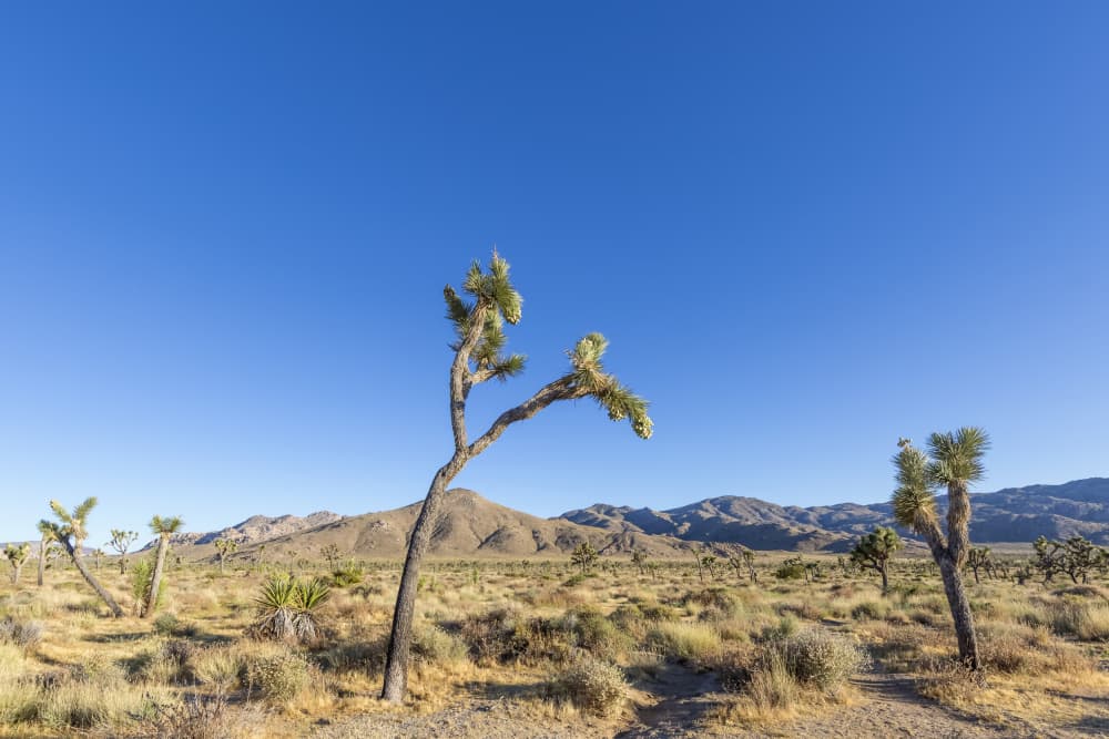 Vast Joshua Tree Desert by Melanie Viola — canvas wall art