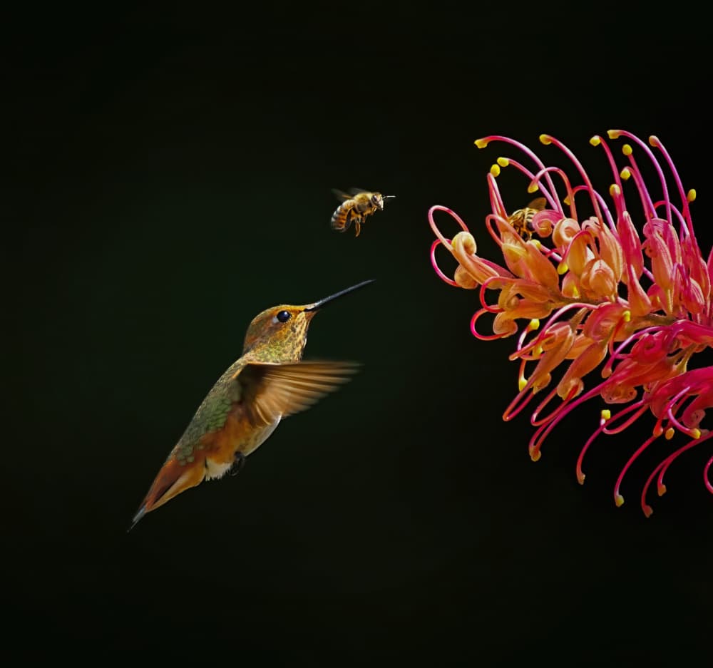 Hummingbird Flower Dance by Xiaojian Huang — canvas wall art