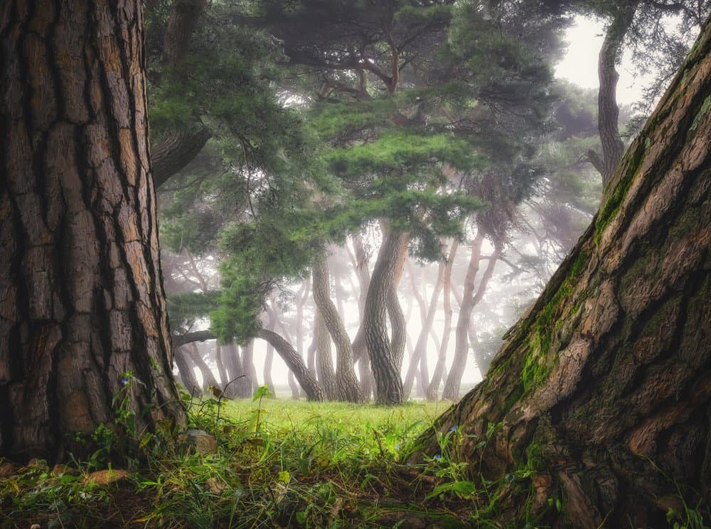 Misty Pine Forest by Tiger Seo — canvas wall art