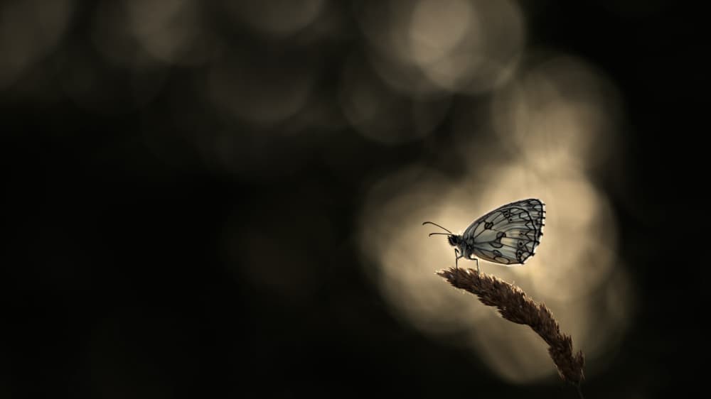Delicate Butterfly Glow by Daan de Vos — canvas wall art