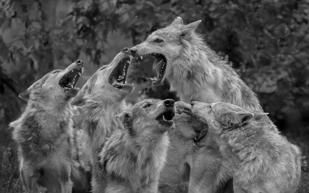 Howling Wolf Pack by Sebastian Graf — canvas wall art