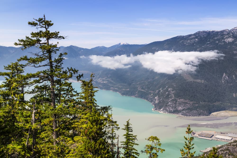 Forest and Fjord View by Melanie Viola — canvas wall art