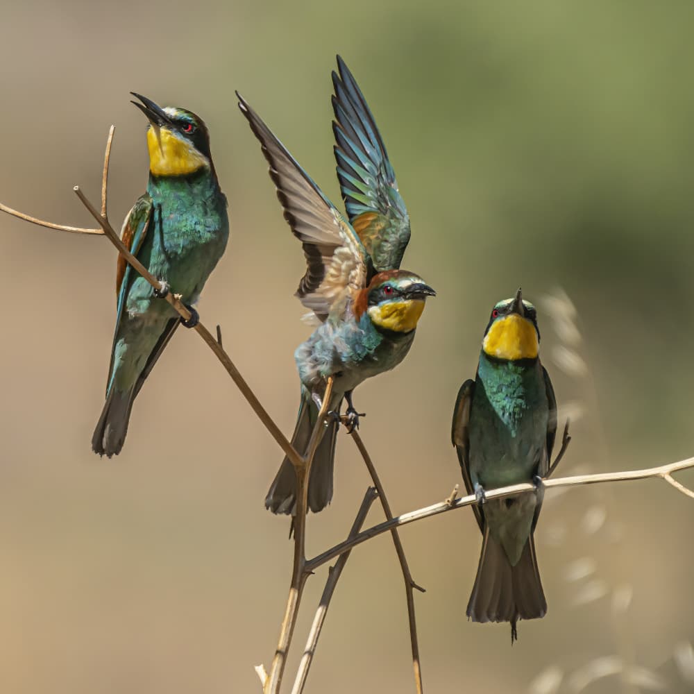 Three Colorful Bee-eaters by Boris Lichtman — canvas wall art
