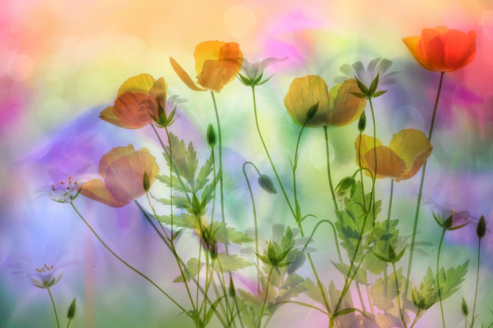 Dreamy Colorful Poppies by Hilda van der Lee — canvas wall art