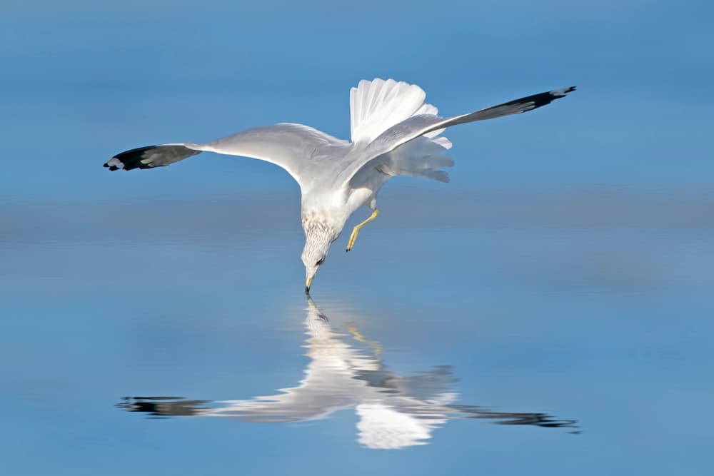 Gull's Blue Reflection by Rob Li — canvas wall art