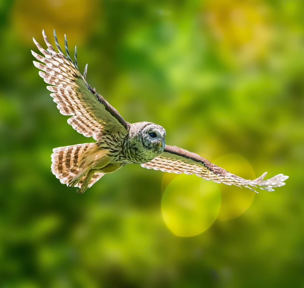 Majestic Owl In Flight by Alex Li — canvas wall art