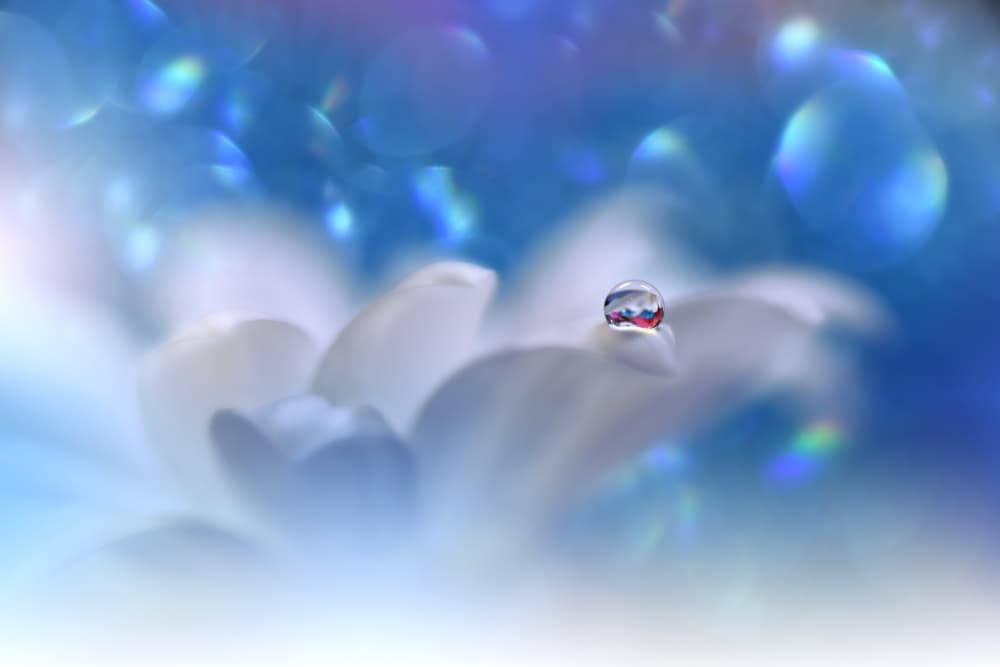 Sparkling Waterdrop Blossom by Juliana Nan — canvas wall art