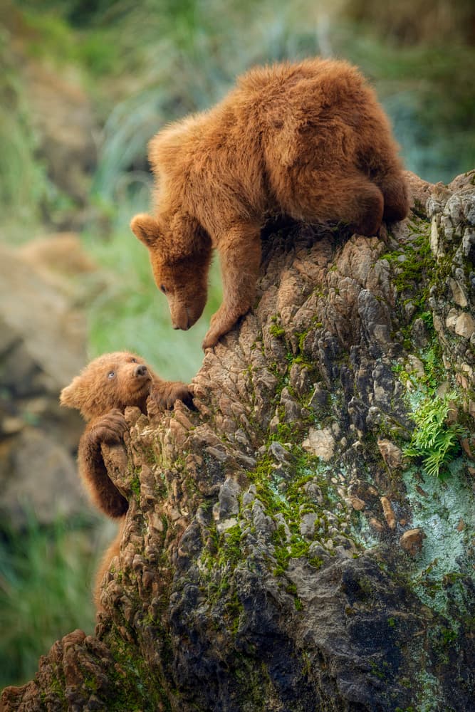 Playful Bear Cubs by Sergio Saavedra Ruiz — canvas wall art