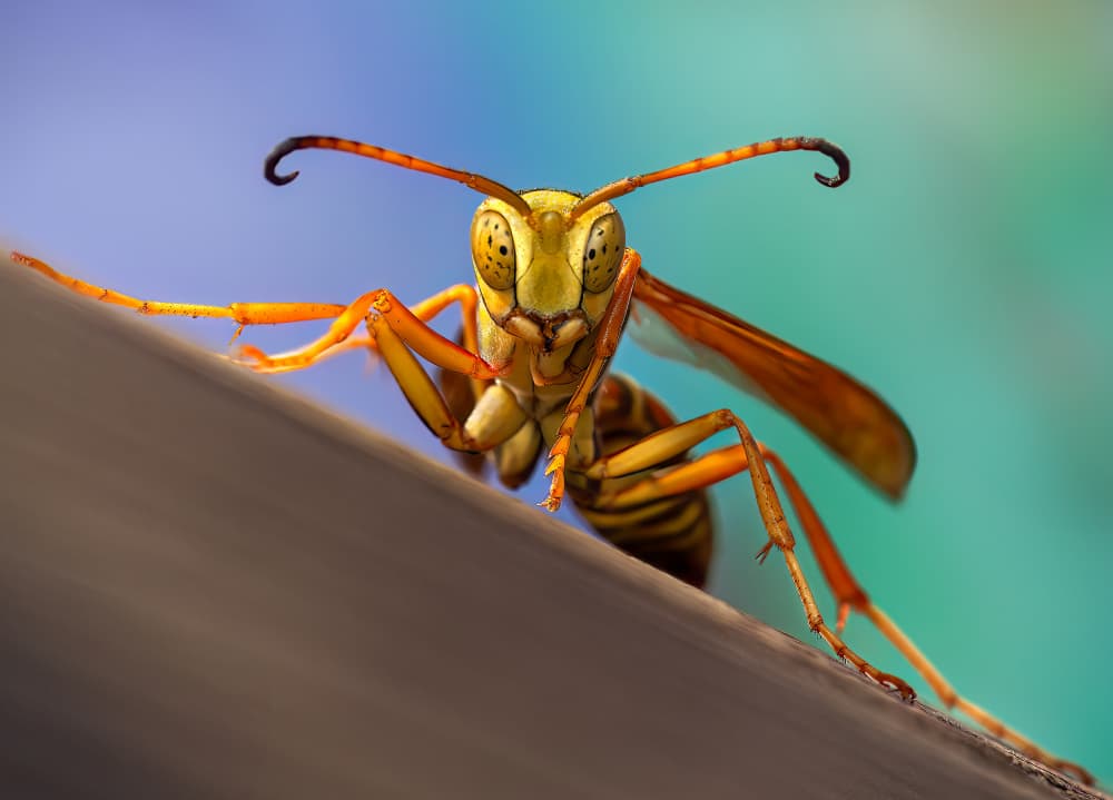Curious Yellow Wasp by Atul Saluja — canvas wall art