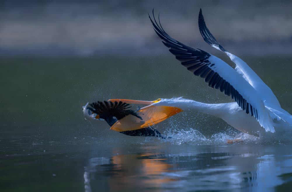 Pelican Water Chase by Johnson Huang — canvas wall art