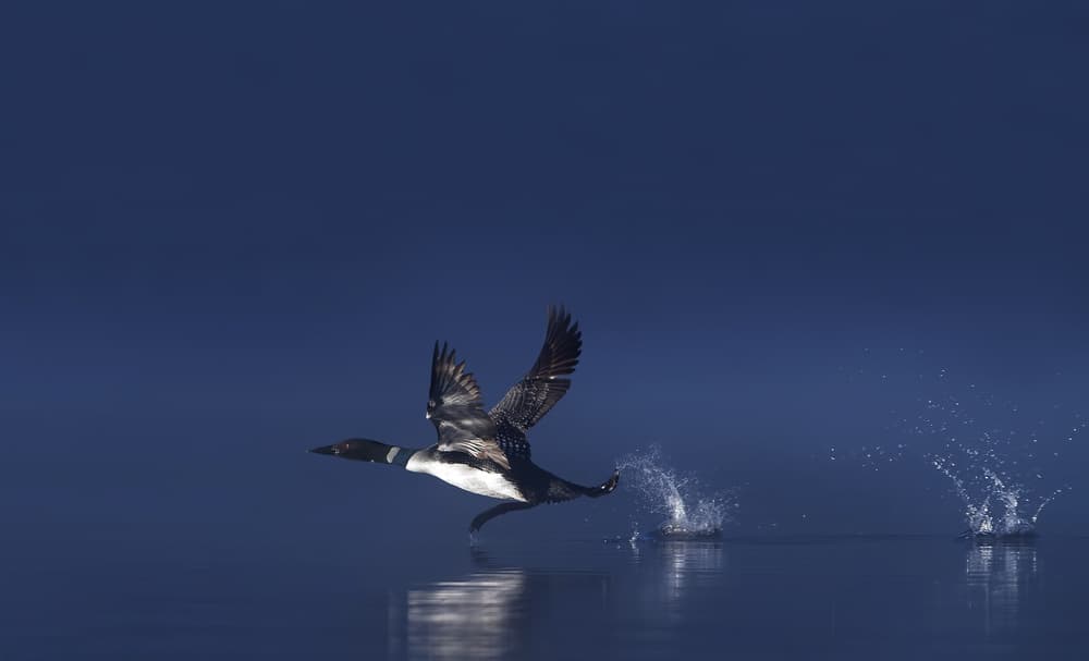 Loon Takes Flight by Jim Cumming — canvas wall art