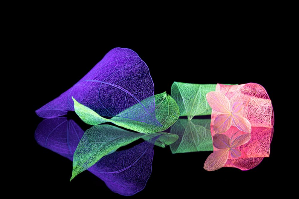 Vibrant Botanical Reflections by Igor Kopcev — canvas wall art