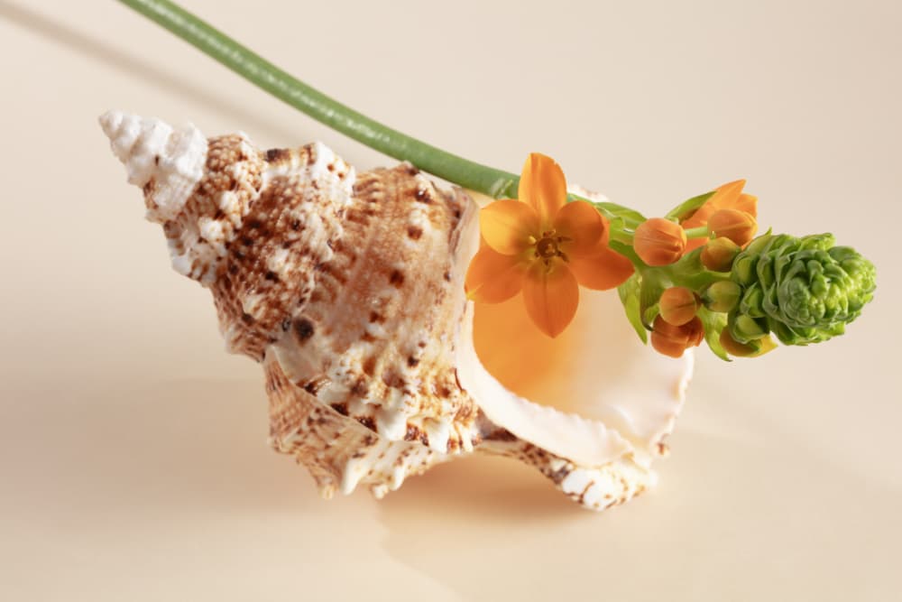 Seashell Orange Bloom by Julia Ramiro — canvas wall art