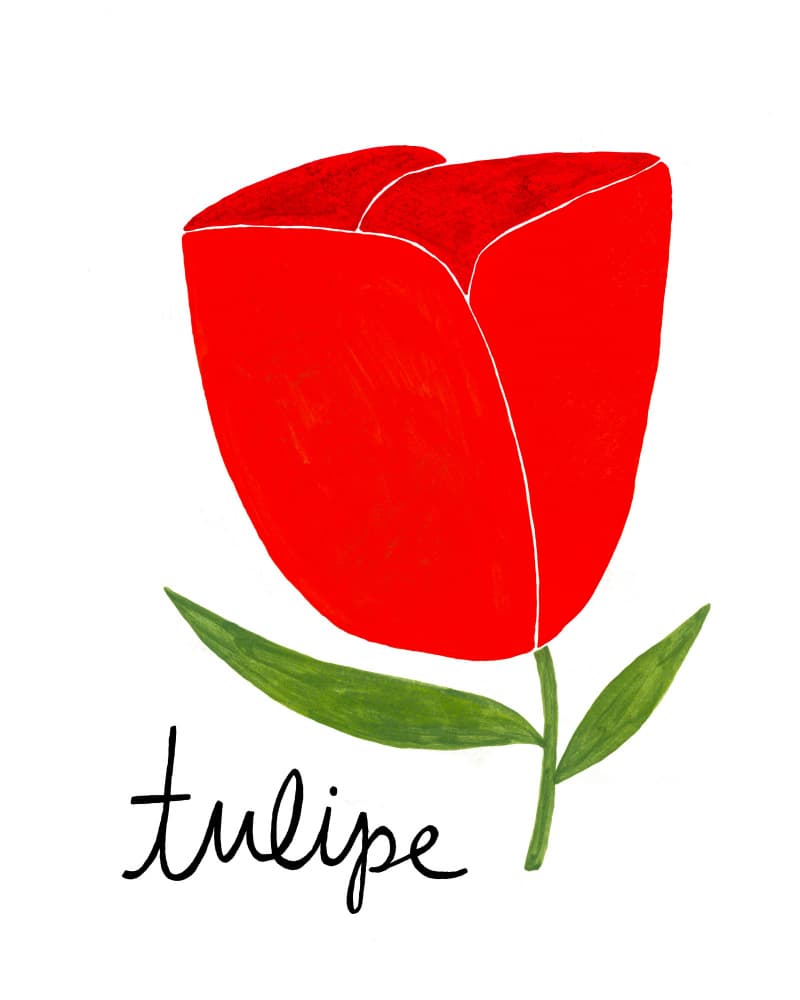 Vibrant Red Tulip by Susan Black — canvas wall art