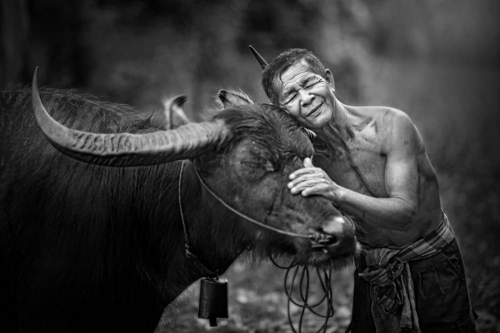 Man and Buffalo Bond by Sarawut Intarob — canvas wall art