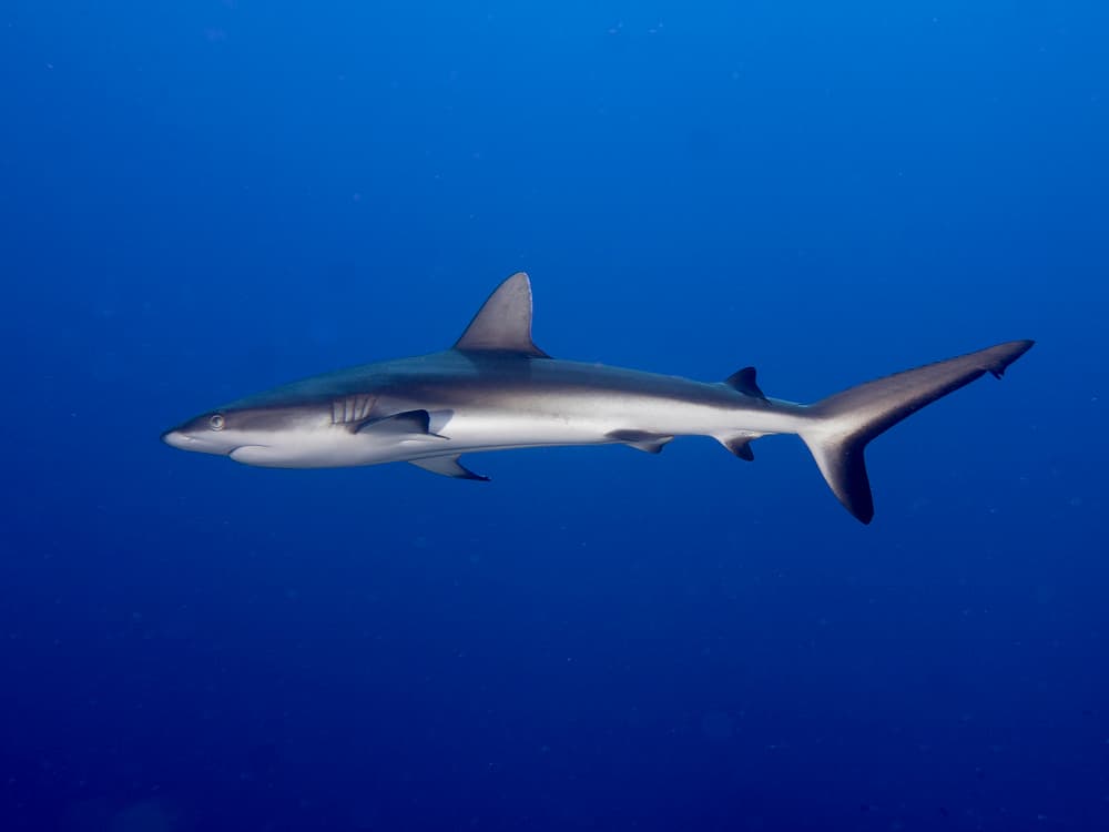 Shark In Deep Blue by Ilan Ben Tov — canvas wall art
