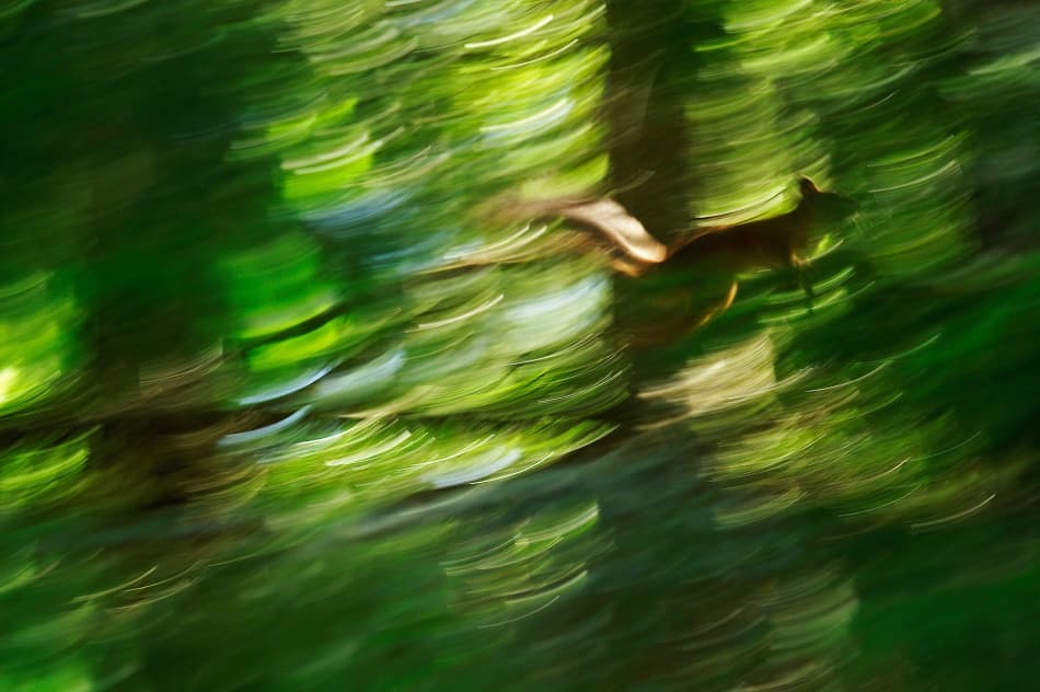 Dynamic Forest Squirrel by Allan Wallberg — canvas wall art