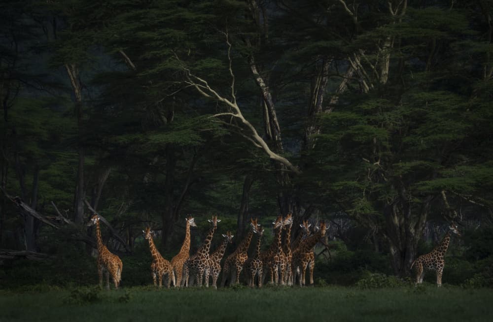Majestic Forest Giraffes by Roberto Marchegiani — canvas wall art