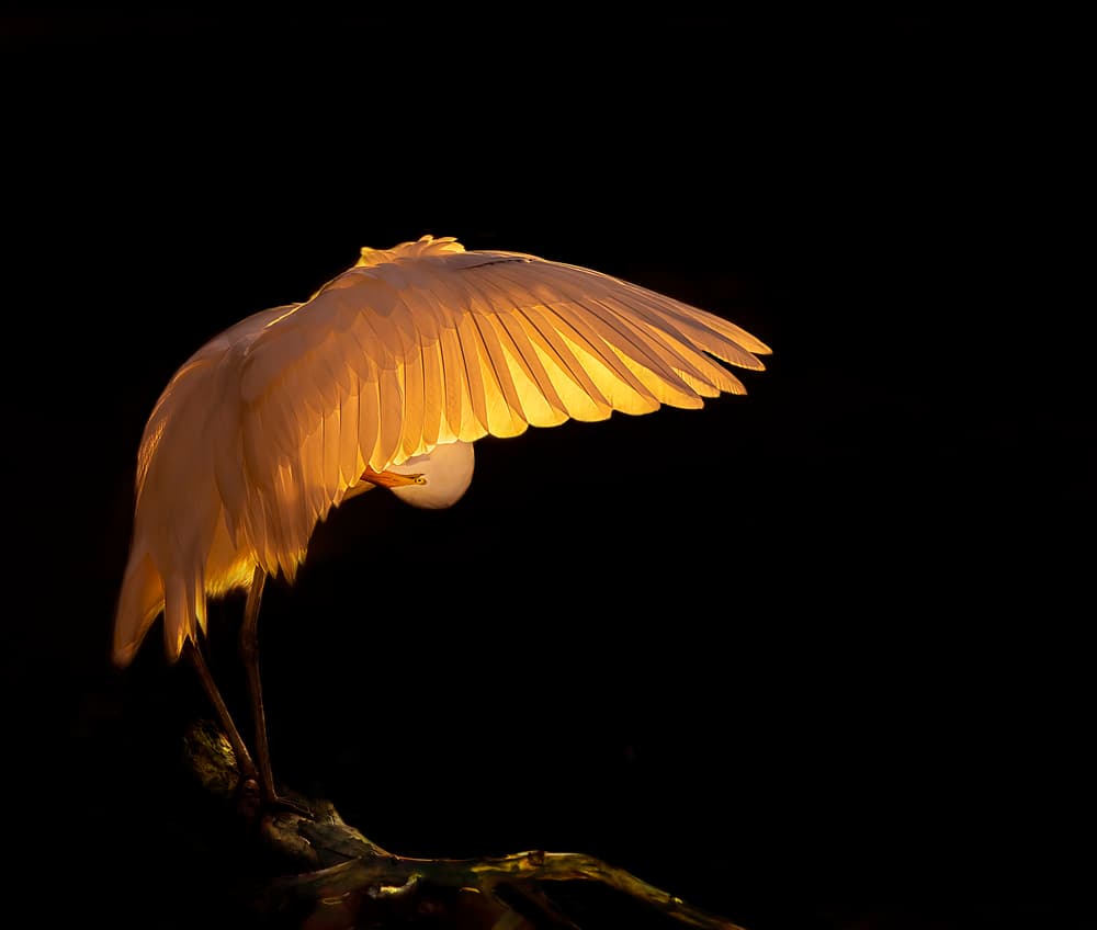 Golden Light Egret by Judy Tseng — canvas wall art
