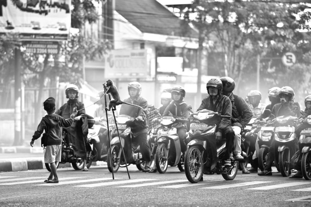 Child Monkey Street Performers by Hari Sulistiawan — canvas wall art
