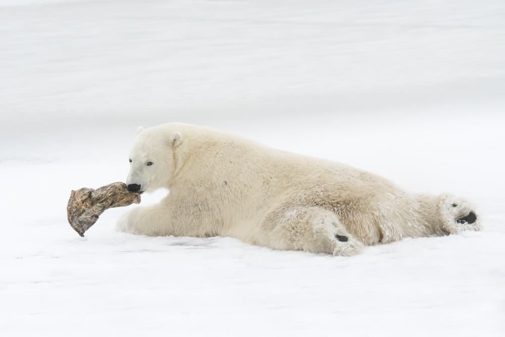 Arctic Polar Bear Resting by Marco Pozzi — canvas wall art