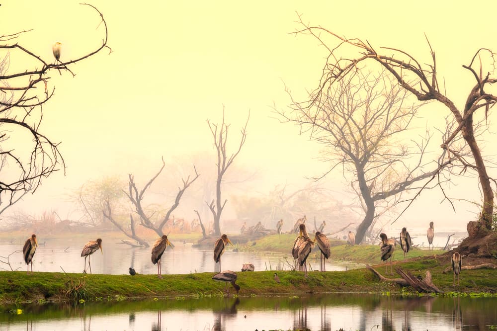 Misty Storks at Dawn by Nilesh J. Bhange — canvas wall art