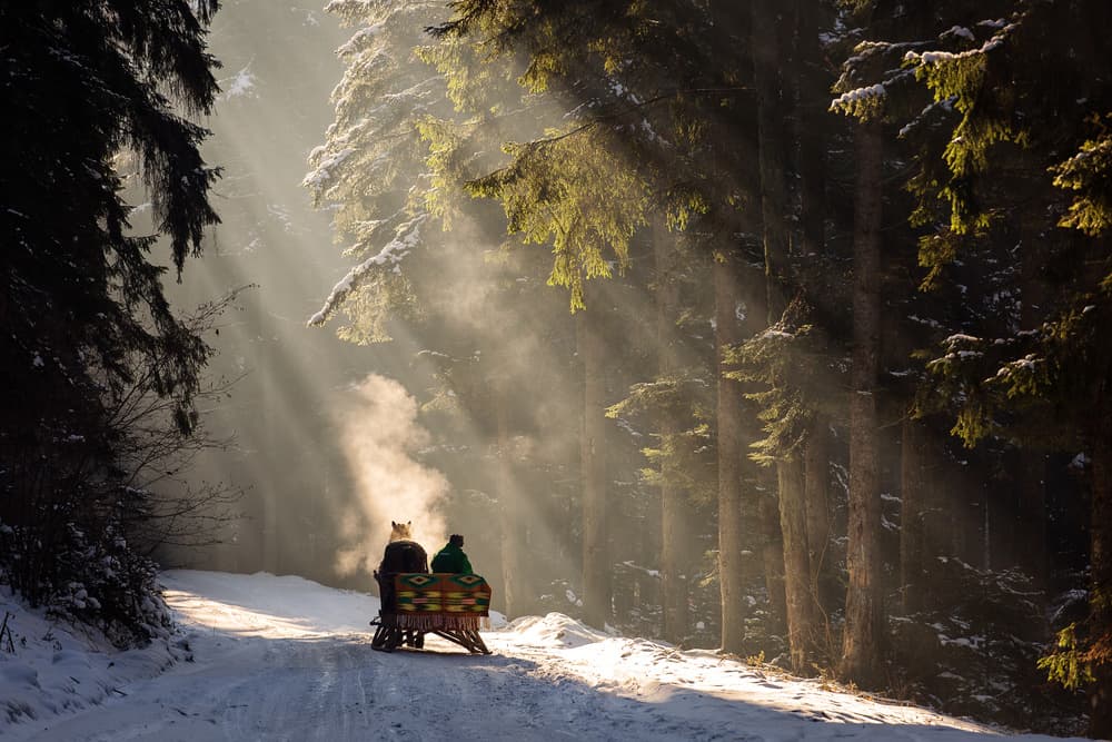 Sunlit Winter Journey by Dan Mirica — canvas wall art
