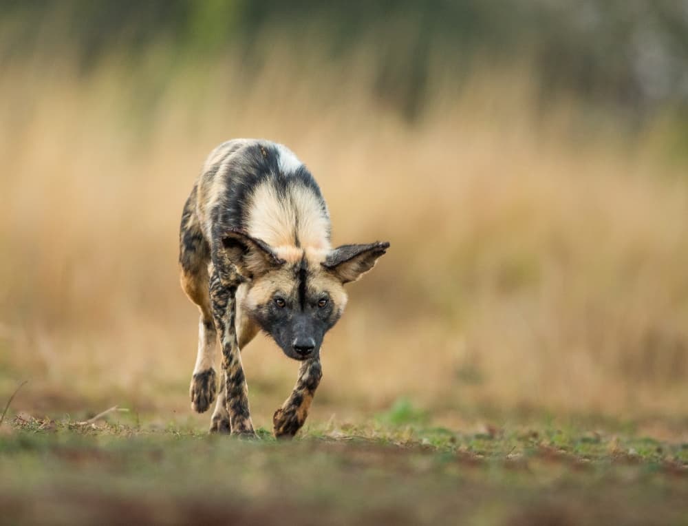 Wild Dog Alert by Jaco Marx — canvas wall art