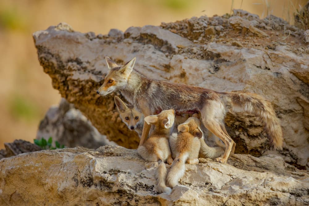 Desert Fox Family by David Manusevich — canvas wall art