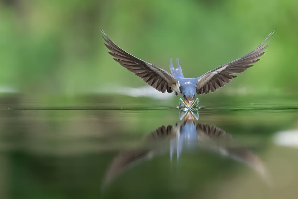 Barn Swallow Water Sip by Dirk Koster — canvas wall art
