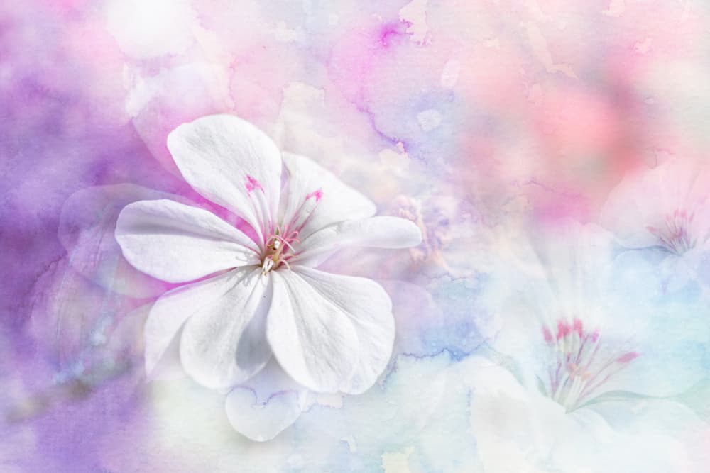 Dreamy White Flower by Igor Kopcev — canvas wall art
