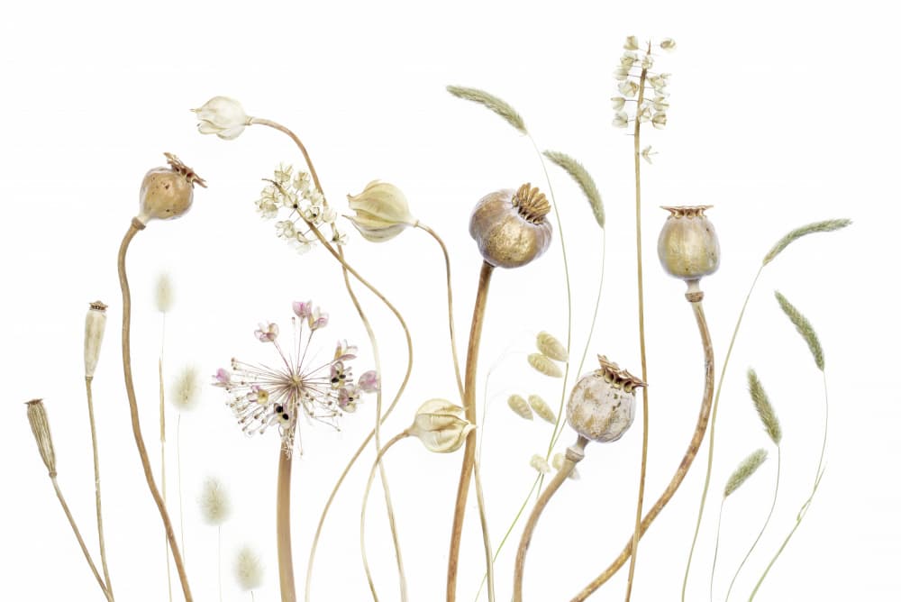 Pods by Mandy Disher — canvas wall art