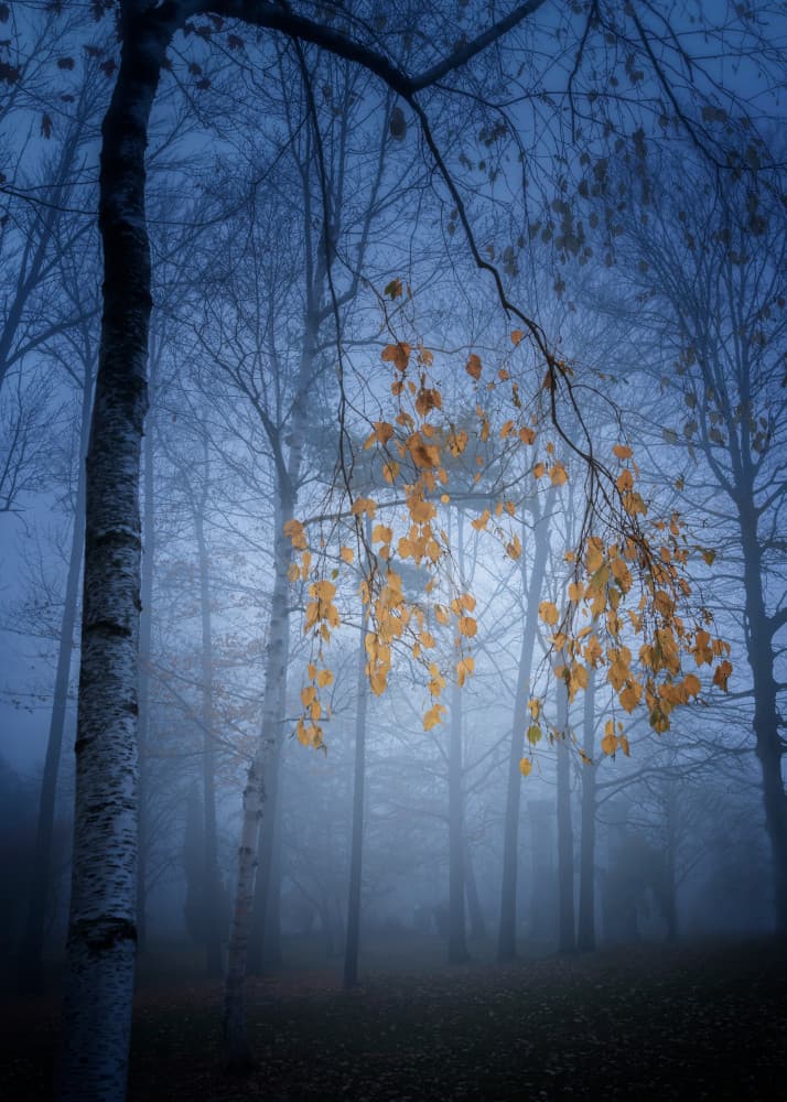 Misty Autumn Forest by Jennifer Chen APA — canvas wall art
