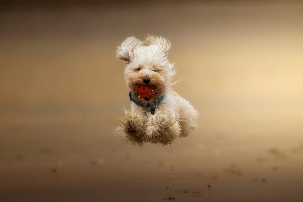 Joyful Puppy Jump by Sergio Saavedra Ruiz — canvas wall art