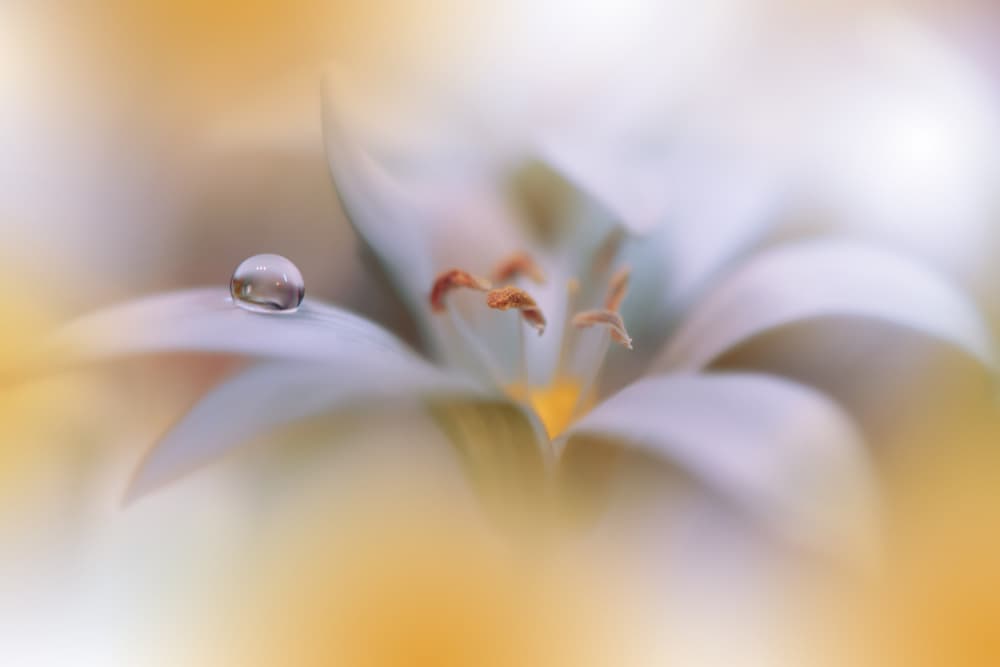 White Bloom Water Drop by Juliana Nan — canvas wall art